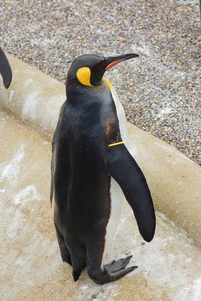 Große Königspinguine Aptenodytes Patagonicus — Stockfoto