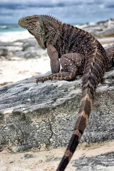 Дикие Рептилии Игуаны — стоковое фото