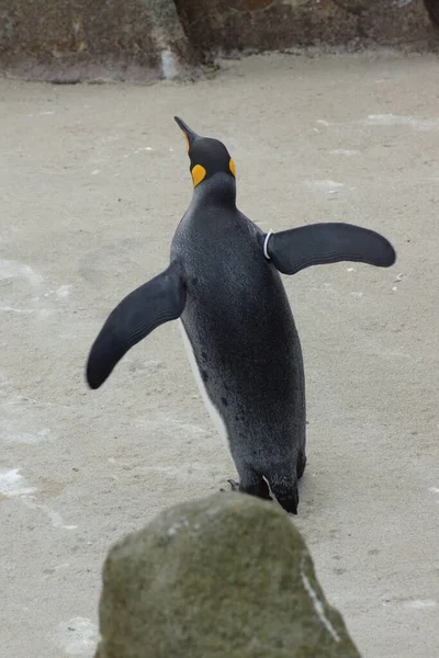 Pingüino Rey Grande Aptenodytes Patagonicus —  Fotos de Stock