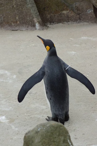 Pingüino Rey Grande Aptenodytes Patagonicus —  Fotos de Stock