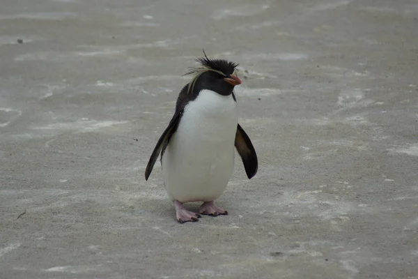 少し北ロックホッパーペンギン Eudyptes Moseleyi — ストック写真