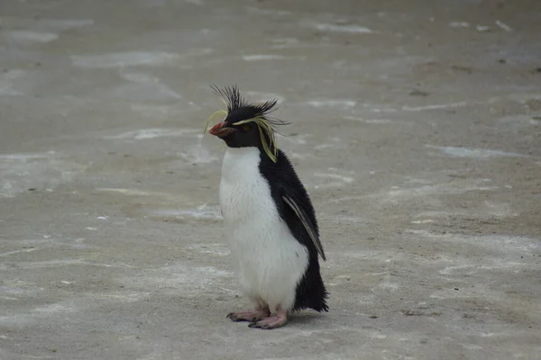 Маленький Північний Рокгоппер Пінгвін Евдіпт Моселеї — стокове фото