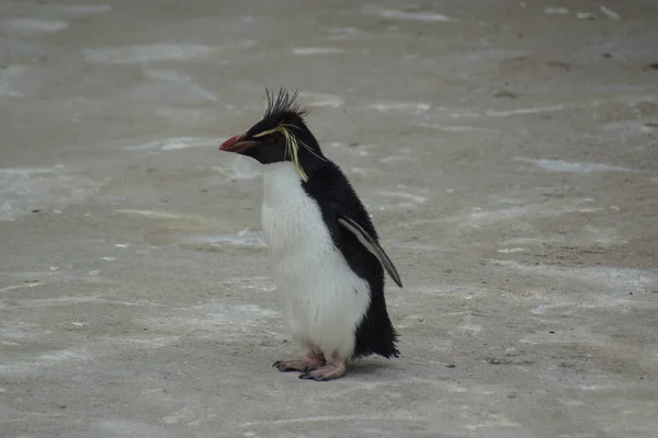 Piccolo Nord Rockhopper Pinguino Eudyptes Moseleyi — Foto Stock