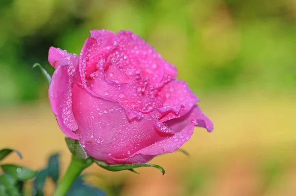 Mooie Bloeiende Bloemen Natuur Achtergrond — Stockfoto