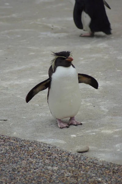 少し北ロックホッパーペンギン Eudyptes Moseleyi — ストック写真