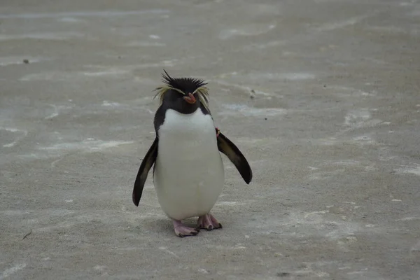 Pequeño Pingüino Rockhopper Del Norte Eudyptes Moseleyi — Foto de Stock