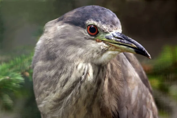 自然の中でのヘロン鳥の景観 — ストック写真