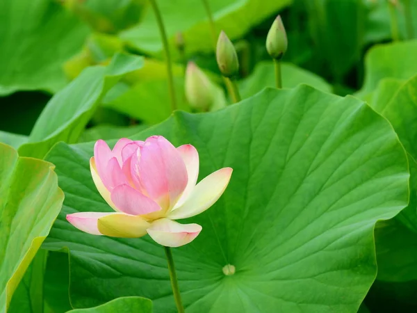 Colorful Flowers Growing Outdoors — Stock Photo, Image