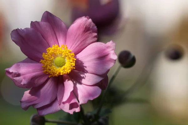 Belle Vue Fleur Naturelle Anémone Japonaise — Photo
