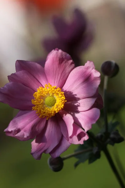 Bella Vista Naturale Fiore Anemone Giapponese — Foto Stock