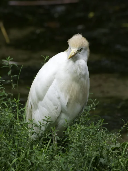 Plan Pittoresque Oiseau Dans Scène Extérieure — Photo