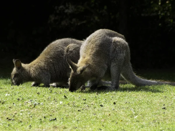 Känguru Australisches Tier — Stockfoto