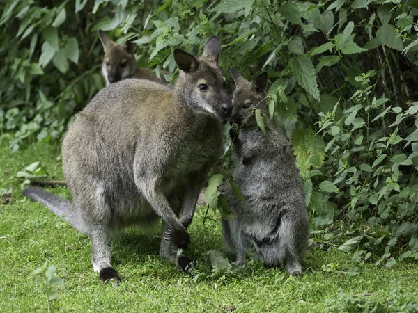 Canguro Animal Animal Australiano — Foto de Stock