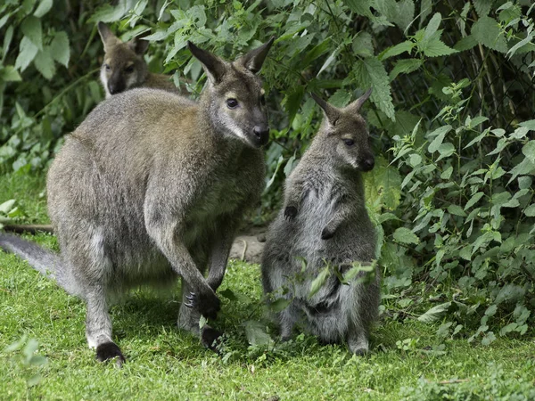 Canguro Fauna Australiana —  Fotos de Stock