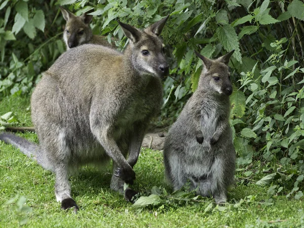 Canguro Animal Animal Australiano — Foto de Stock