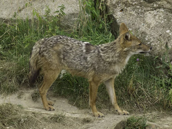 Kangourou Dans Zoo — Photo