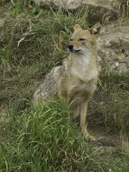 Strzał Świeżym Powietrzu Cute Psów — Zdjęcie stockowe