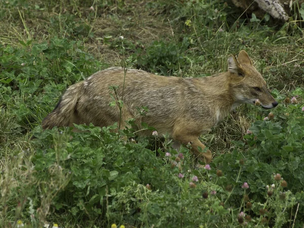 Colpo All Aperto Cani Carino — Foto Stock