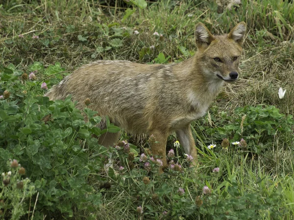 Renard Roux Dans Herbe — Photo