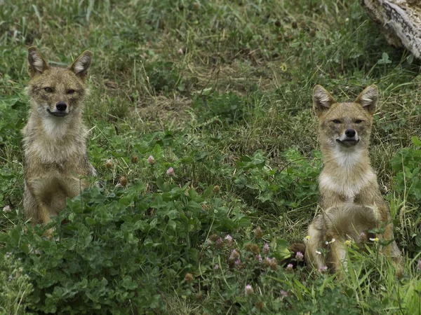 Otların Arasında Bir Puma — Stok fotoğraf
