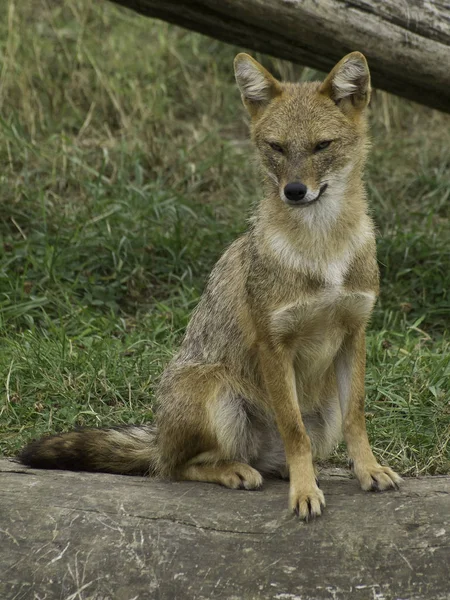 Zbliżenie Zwierząt Zoo — Zdjęcie stockowe