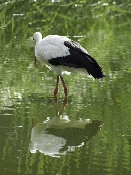 Aussichtsreicher Blick Auf Den Schönen Storchvogel Der Natur — Stockfoto