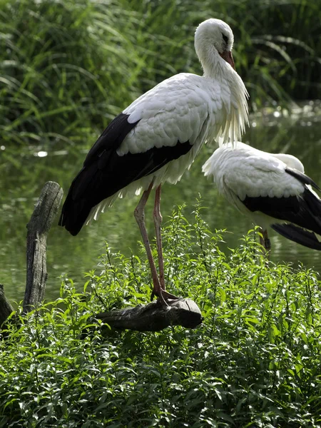 Aussichtsreicher Blick Auf Den Schönen Storchvogel Der Natur — Stockfoto