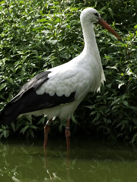 Vue Panoramique Belle Cigogne Oiseau Nature — Photo