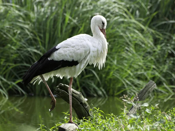 Aussichtsreicher Blick Auf Den Schönen Storchvogel Der Natur — Stockfoto