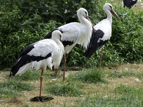 Aussichtsreicher Blick Auf Den Schönen Storchvogel Der Natur — Stockfoto