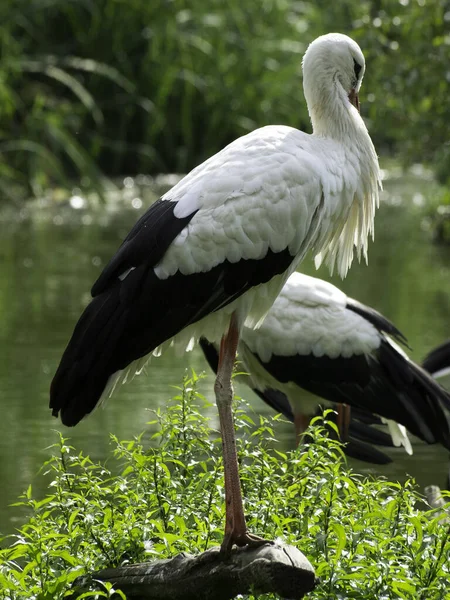 Aussichtsreicher Blick Auf Den Schönen Storchvogel Der Natur — Stockfoto