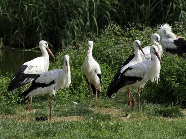 Festői Kilátás Gyönyörű Gólya Madár Természetben — Stock Fotó