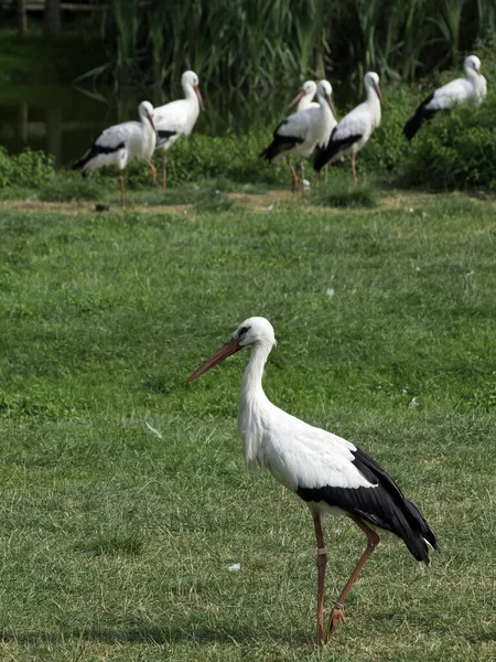 Vista Panorámica Hermoso Pájaro Cigüeña Naturaleza — Foto de Stock