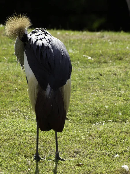 Vista Panorâmica Belo Pássaro Guindaste Coroado — Fotografia de Stock