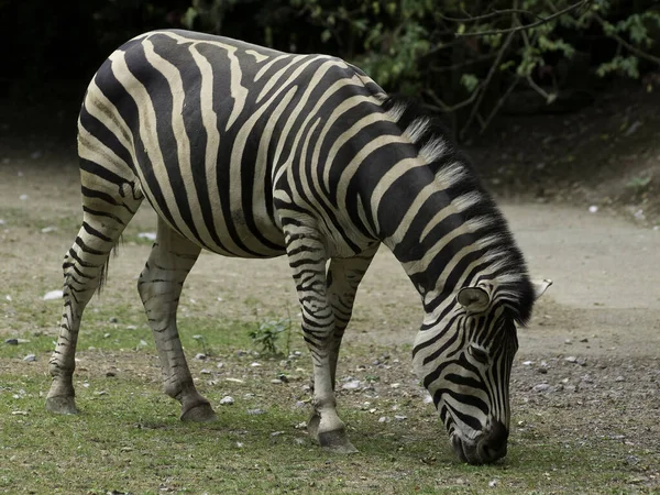 Africano Preto Branco Zebra Animal — Fotografia de Stock