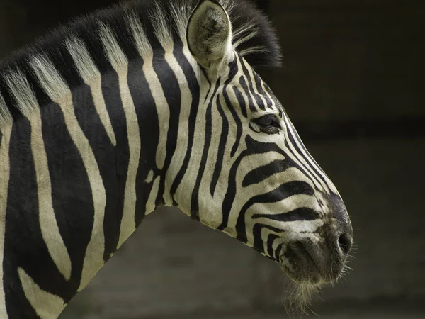 Afrika Hitam Dan Putih Zebra Hewan — Stok Foto