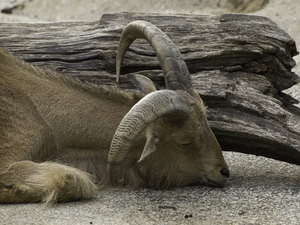 Ein Großer Büffel Zoo — Stockfoto