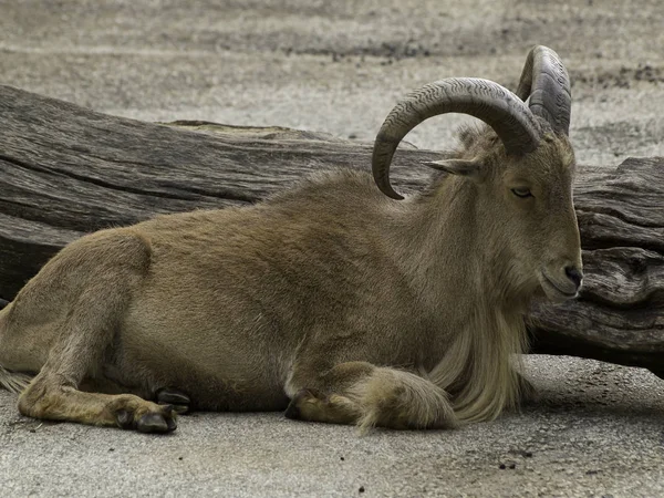 Verschiedene Tiere Selektiver Fokus — Stockfoto