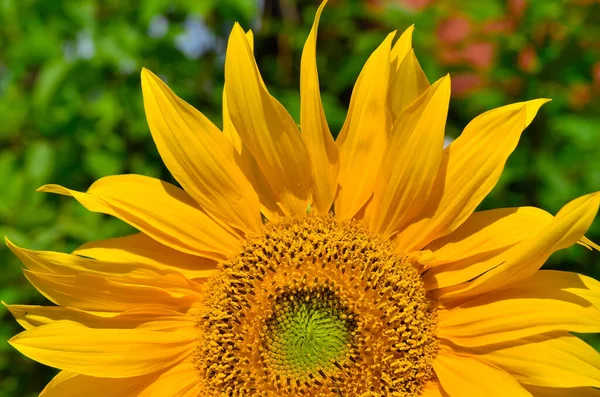 Sonnenblumen Garten Zaun Garten — Stockfoto