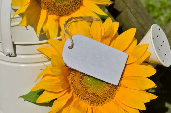 Girasoles Piquete Cerca Jardín — Foto de Stock