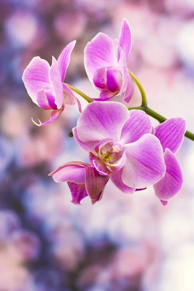 Рожеві Пелюстки Квітки Орхідей — стокове фото
