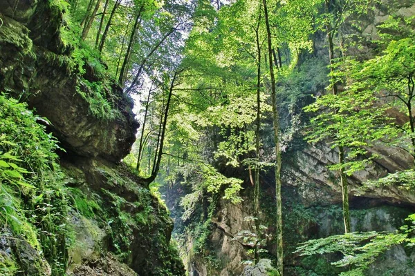 Dornbirn Vorarlberg 的Rappenlochschlucht — 图库照片