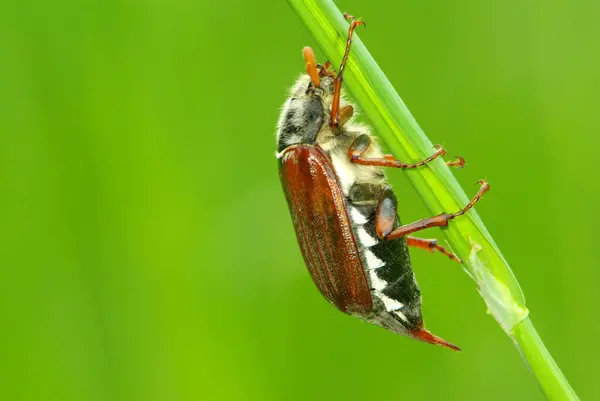 May Bug Uma Grama Verde — Fotografia de Stock