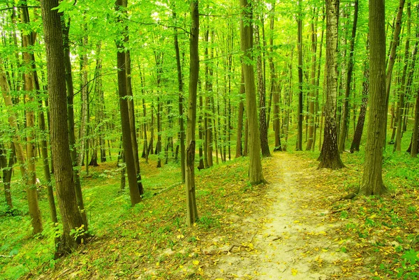 Path Green Forest — Stock Photo, Image