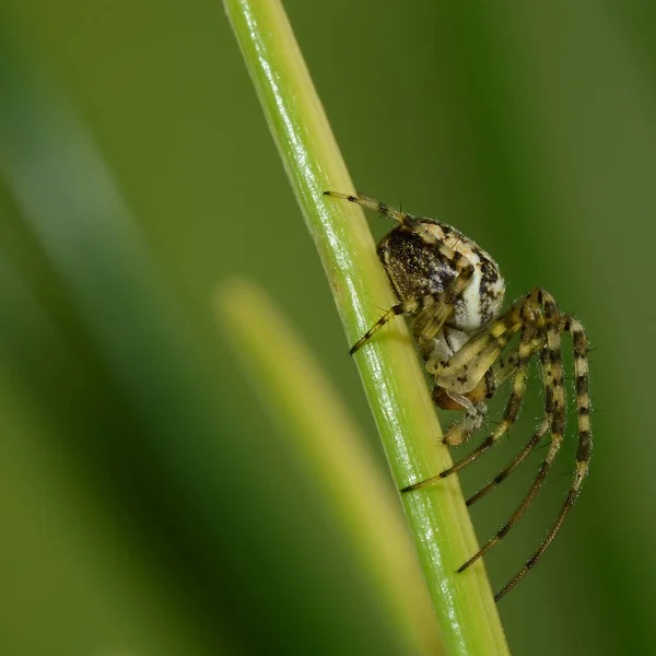 Közelkép Bug Vad Természet — Stock Fotó