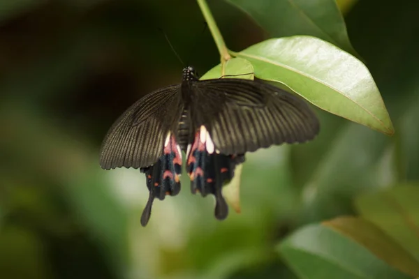Güzel Bir Ortak Mormon Kelebek Papilo Polytes — Stok fotoğraf