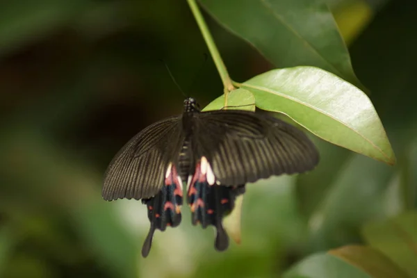 Una Hermosa Mariposa Mormona Común Papilo Polytes —  Fotos de Stock