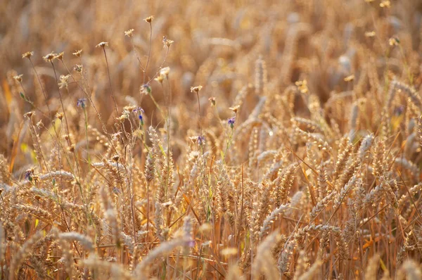 Kornfeld Izlenimler — Stok fotoğraf