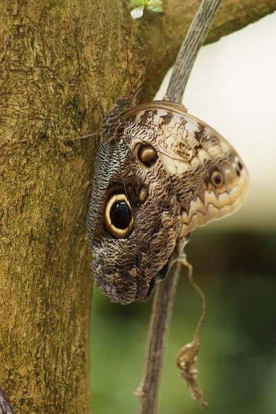 Piękny Las Giant Sowa Caligo Eurilochus — Zdjęcie stockowe