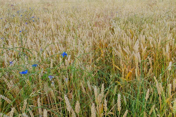 Pola Rolne Trawą — Zdjęcie stockowe